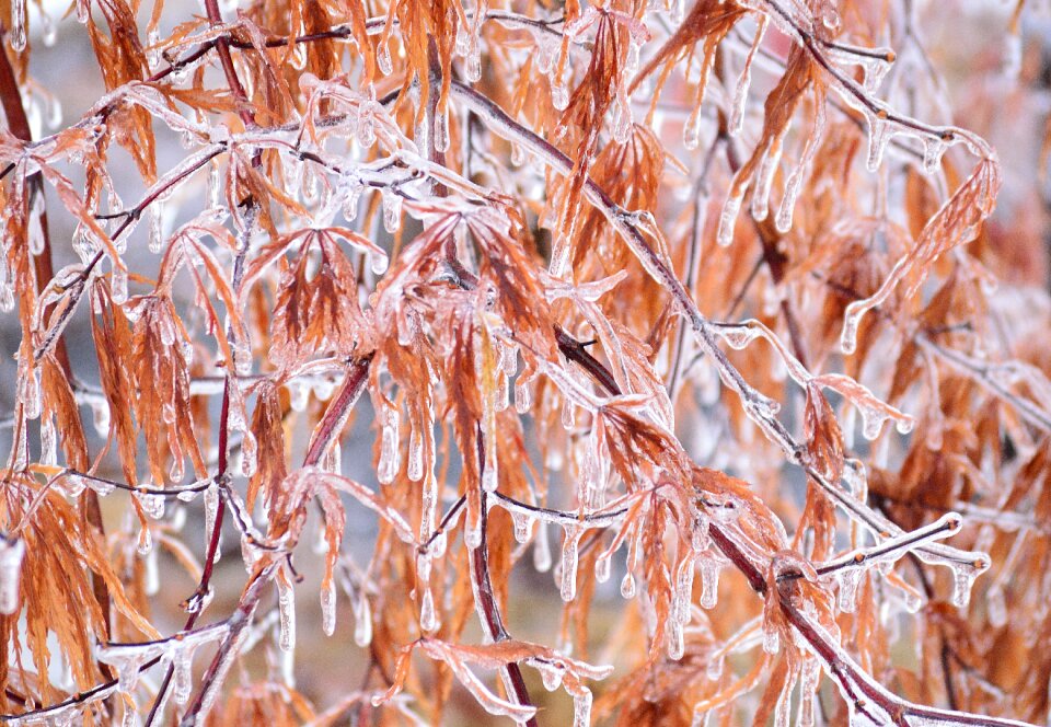 Storm nature frozen photo