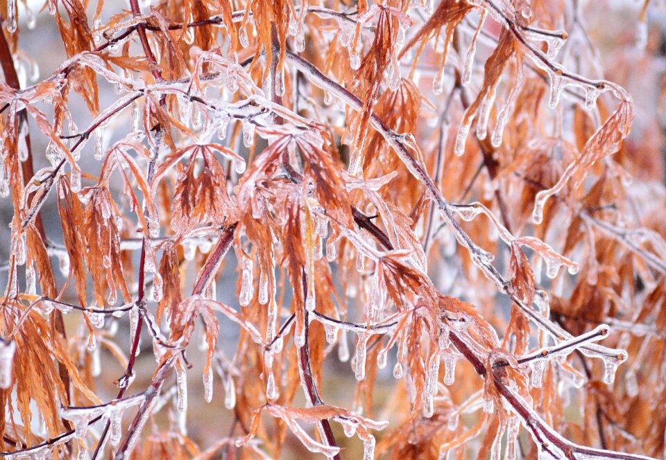 Storm nature frozen