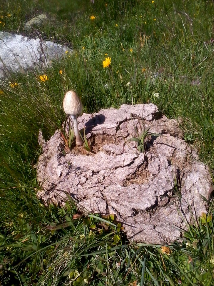 Comatus cow dung meadow