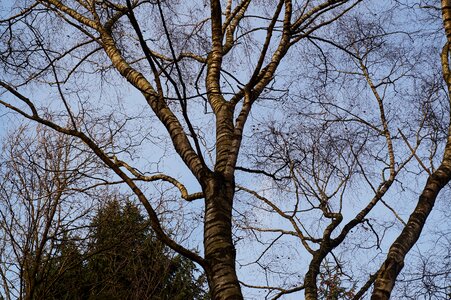 Log aesthetic branches photo