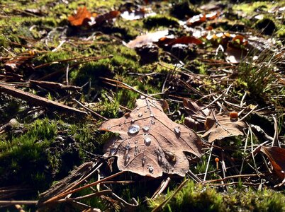 Nature brown moss photo