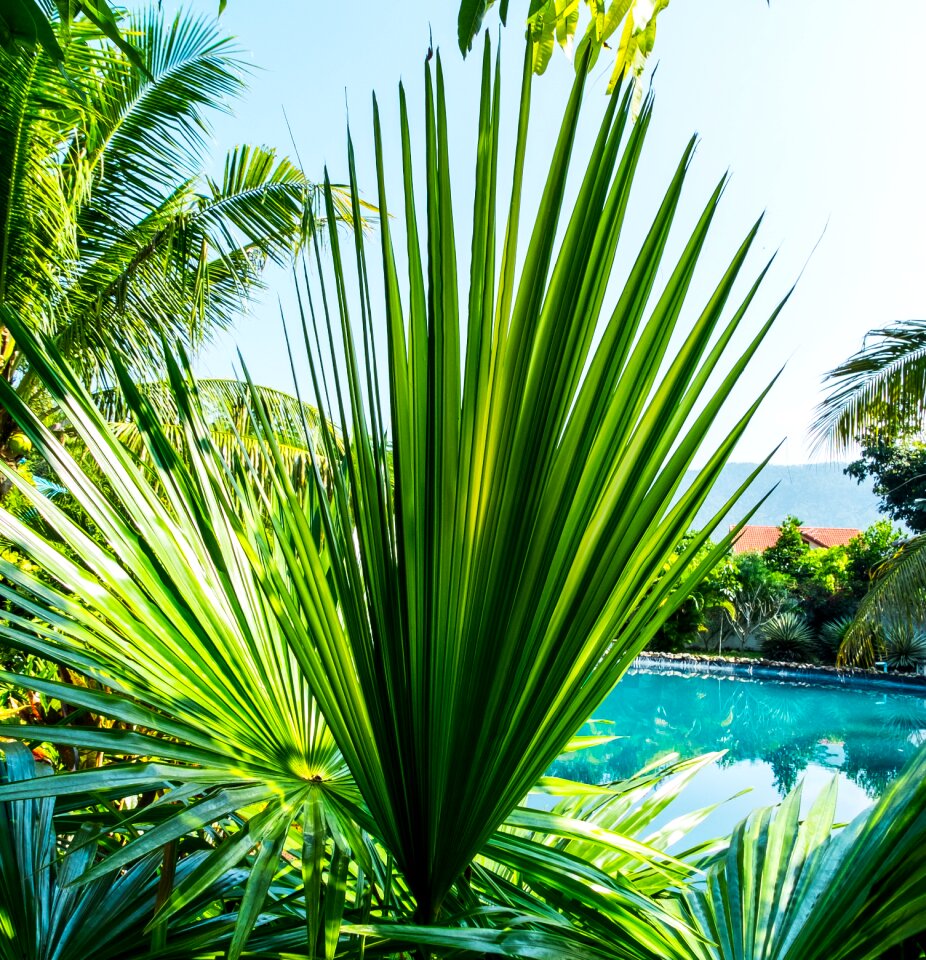 Palm leaf new leaf palm fronds