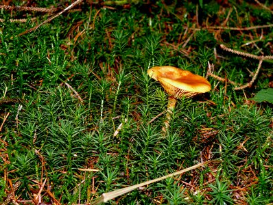 Screen fungus lamellar green photo