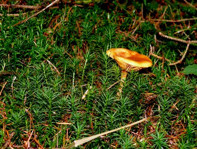Screen fungus lamellar green