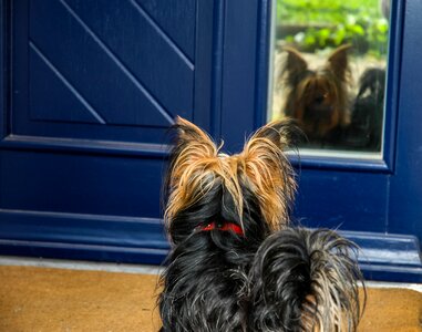 Dog yorkshire terrier small dog photo