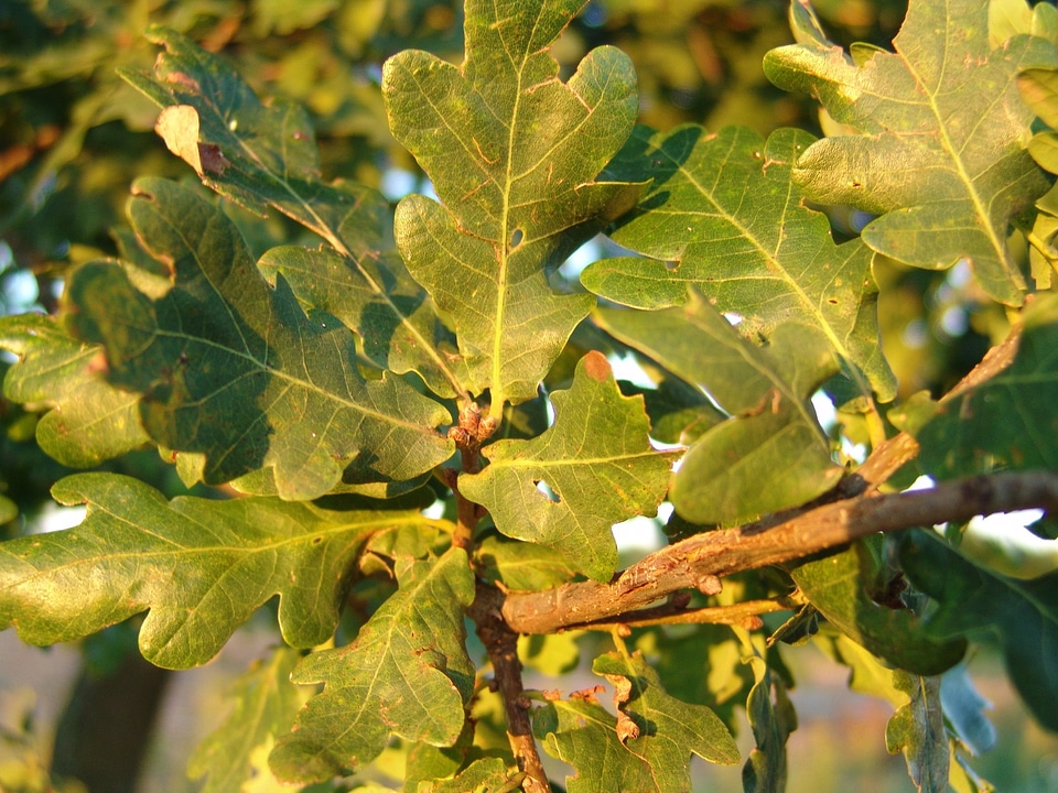 Forest oak oak leaf