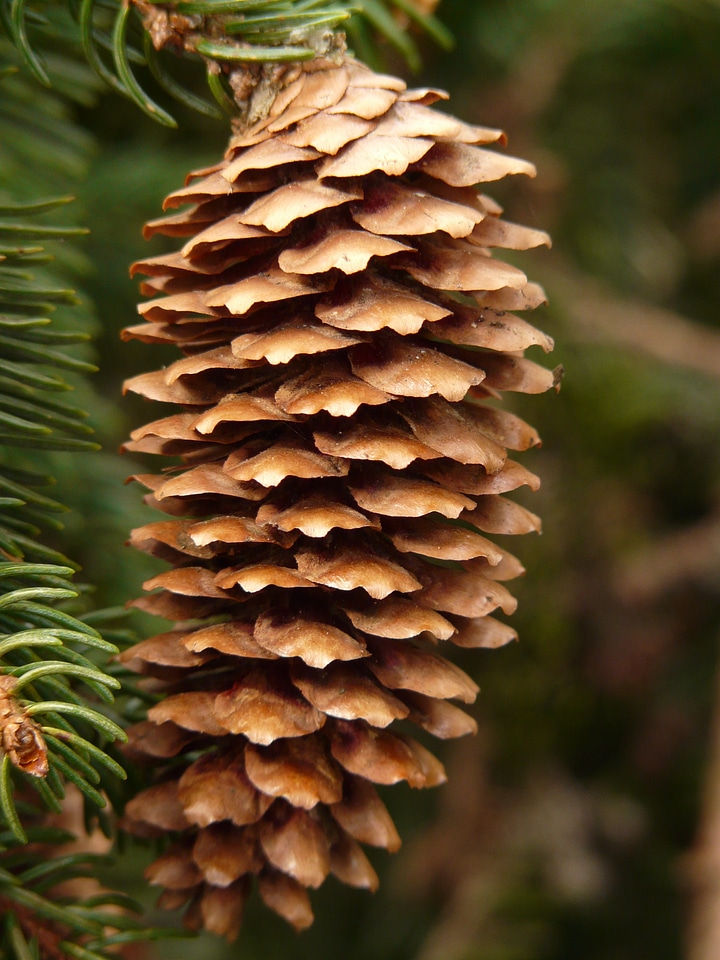 Conifer common spruce picea abies