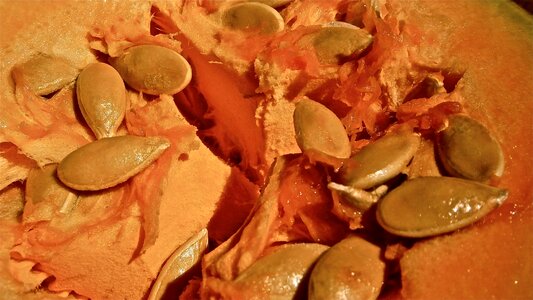 Seed vegetable nature