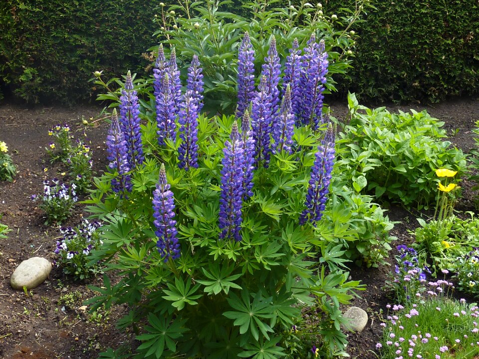 Purple violet nature