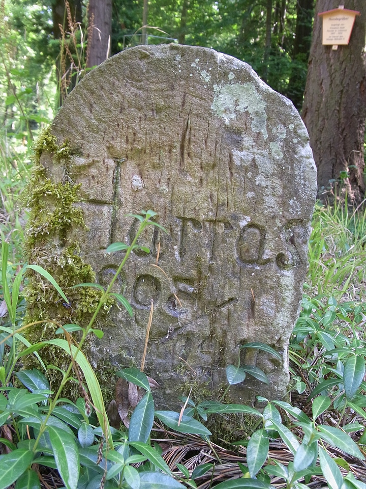 Graves rest forest