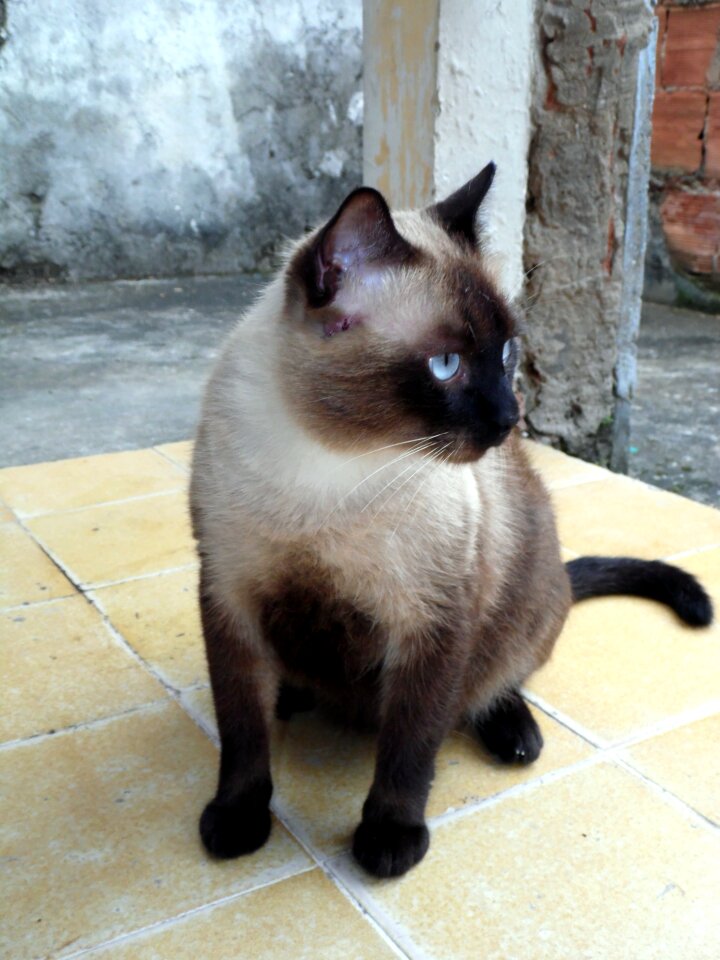Animal gata kitten