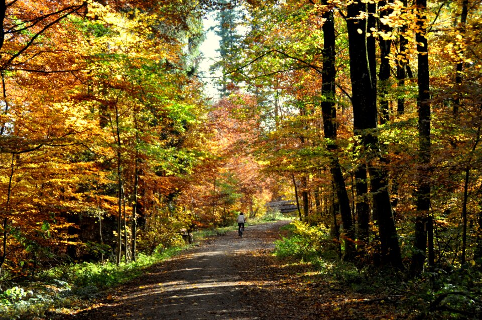 Forest nature fall foliage