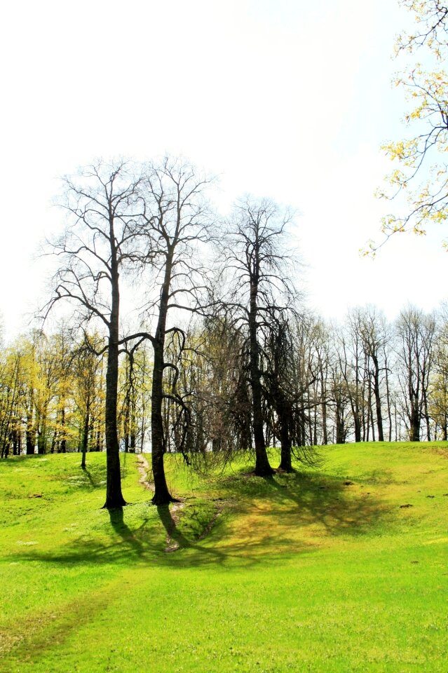 Grass green garden