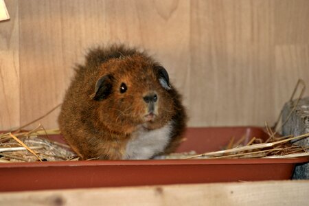 Young fluffy goldagouti white