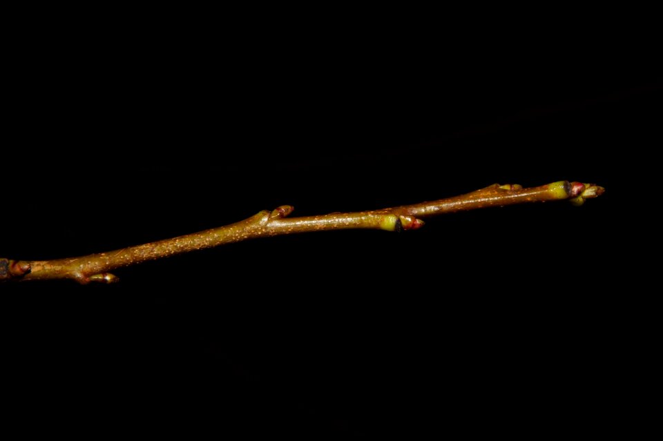 Plant spriesen close up