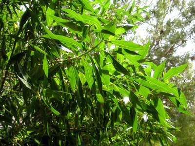Foliage vegetation plant