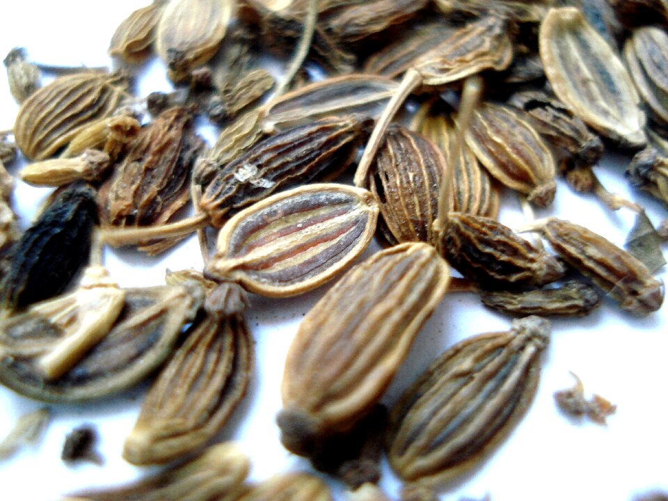 Dill fruit dill seed dill