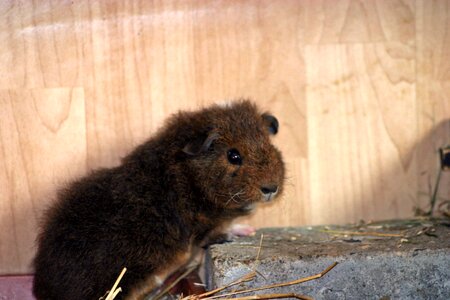 Young fluffy goldagouti white