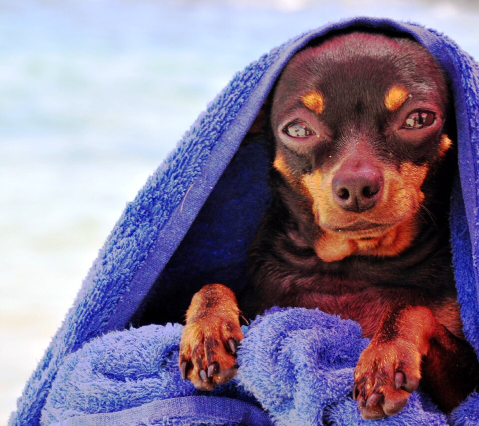 Cucciola muzzle eyes