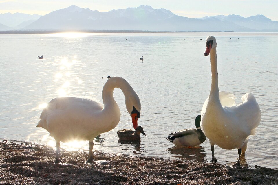 Waters swan backlighting