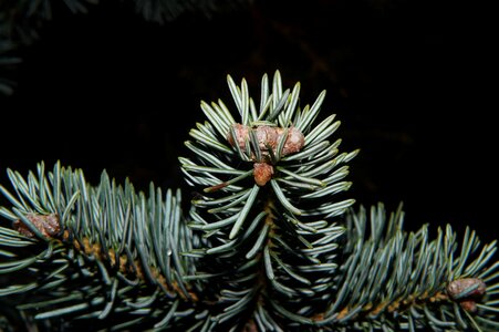 Fir tree christmas green