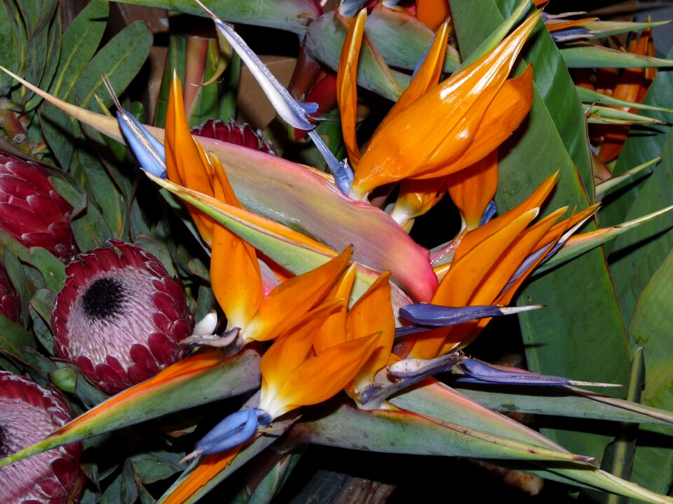 Flora floristisch caudata