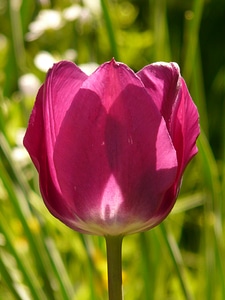 Beautiful tulpenbluete flower