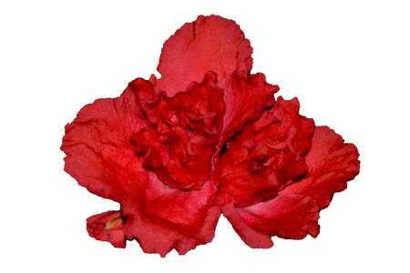 Begonia pink flower close up