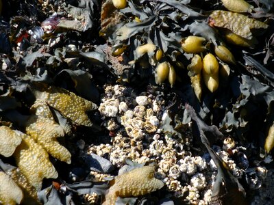 Tide pacific ocean close-up