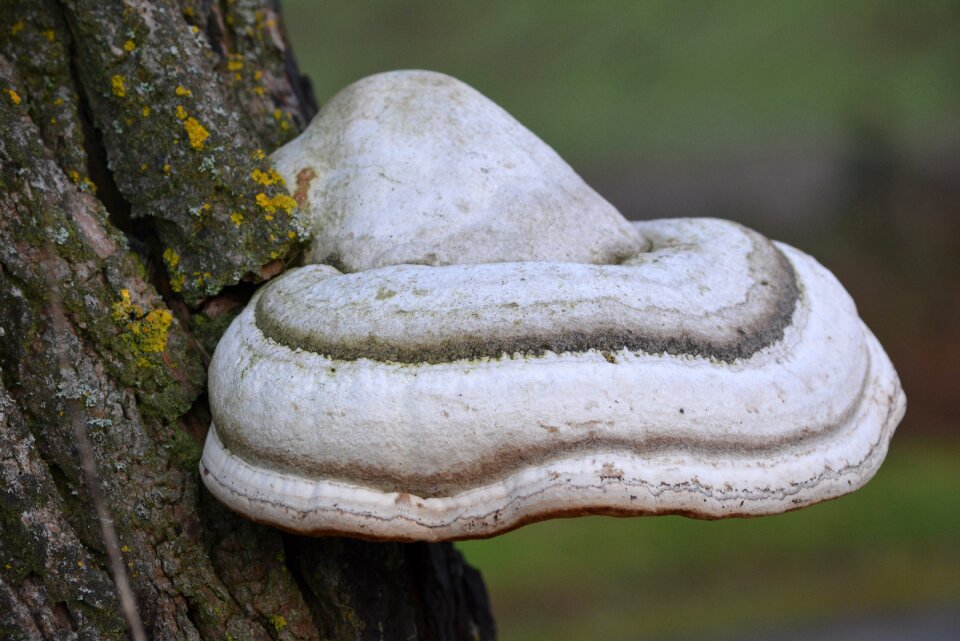 Nature dead tree mushroom