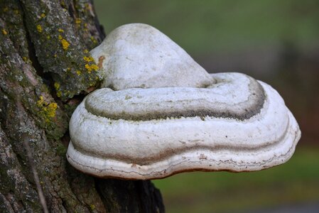Nature dead tree mushroom