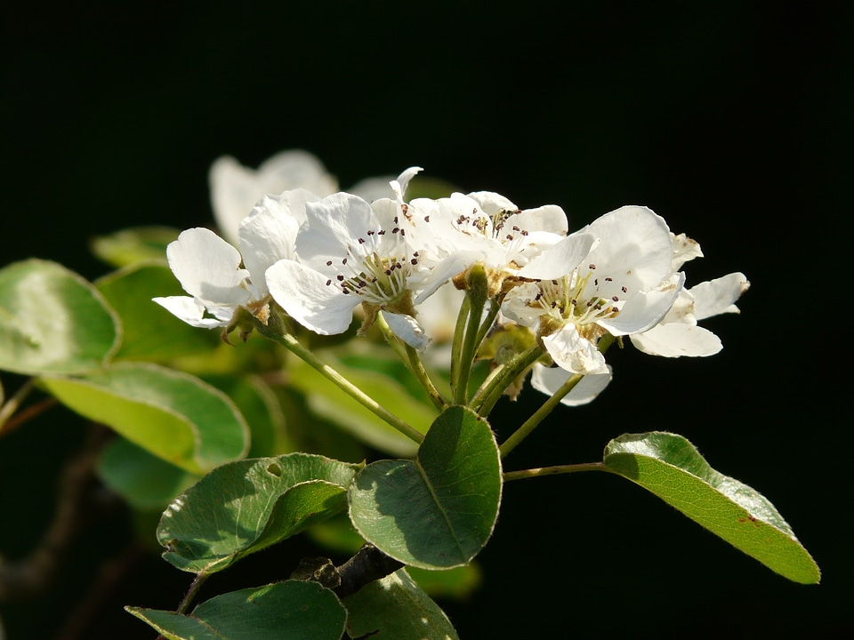 Pear blossom blossom bloom