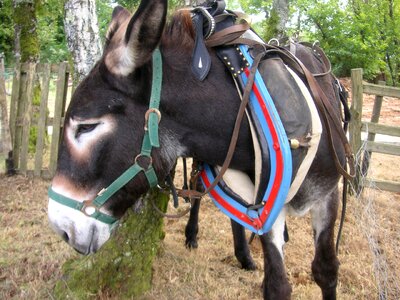 Mule collar working animal