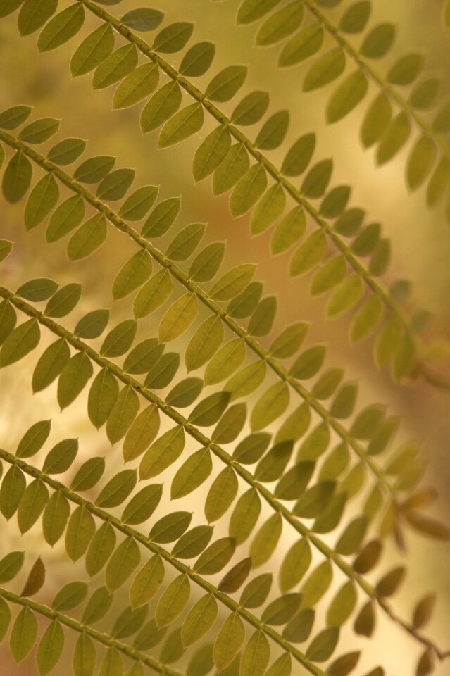 Plant pinnate fine