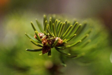 Pine needles end tannenzweig photo