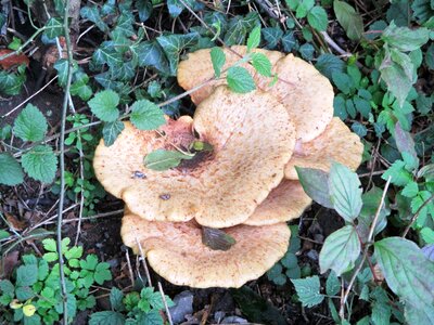 Plant close up mushrooms photo