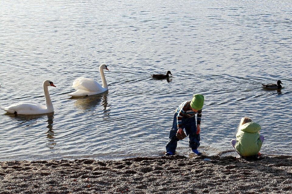 Animal swan swans