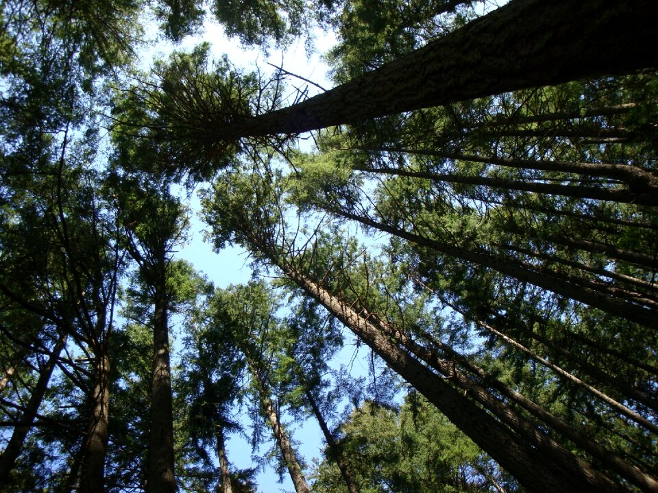 Green tall trees woods