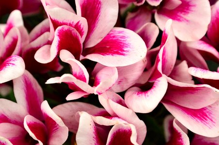 Nature flora plant