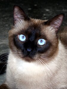 Animal gata kitten