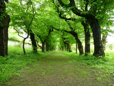Avenue trees book