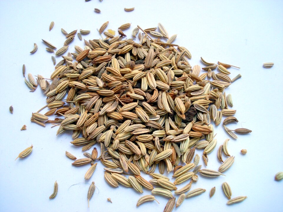 Fennel fruit fennel sweet fennel