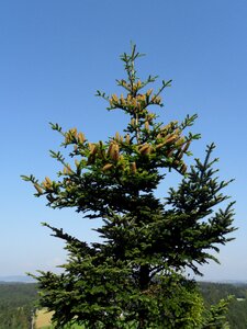 Crown fir tree pine cones photo