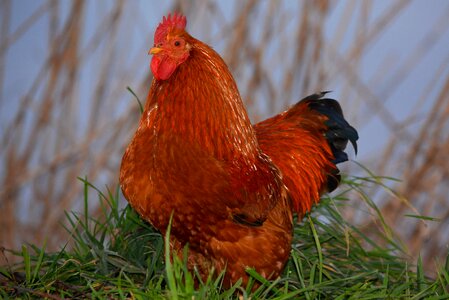 Chicken farm nature