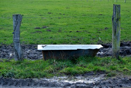 Meadow drinking trough nature