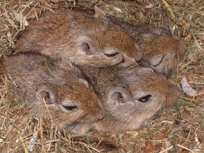 Mouse nager brown