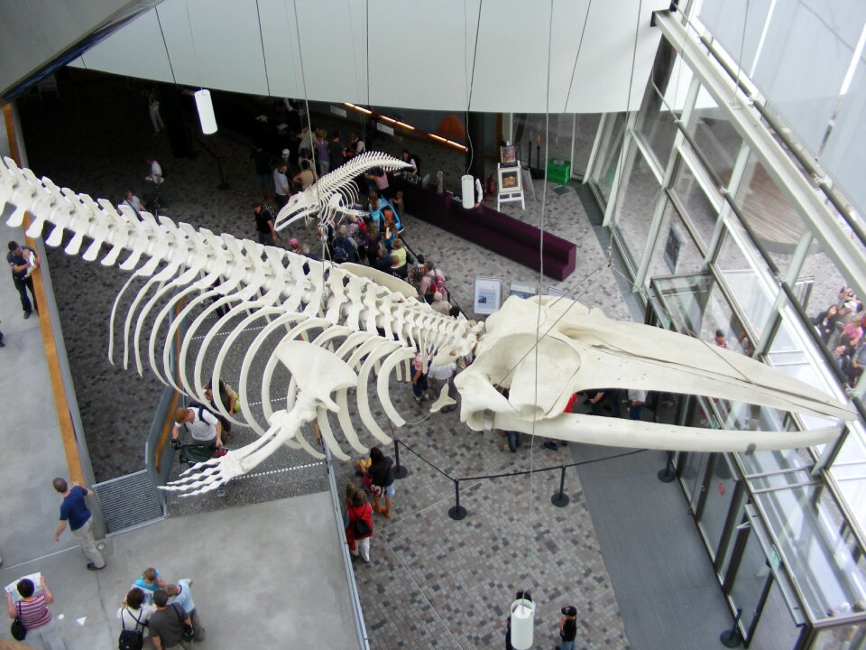 Ozeaneum whale skeleton entrance hall
