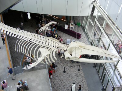 Ozeaneum whale skeleton entrance hall photo