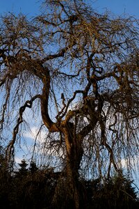 Old without leaves transient