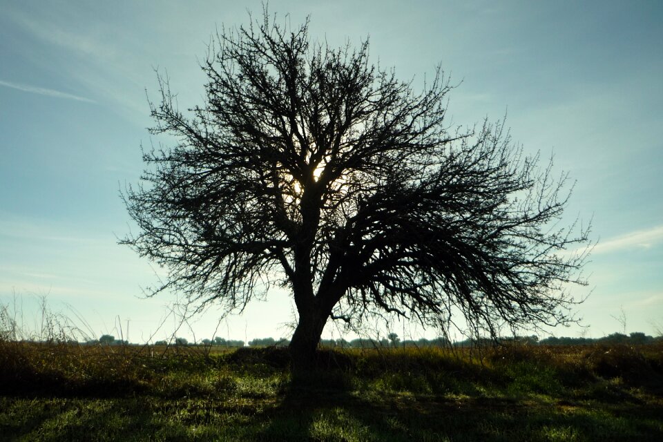Light sky branches